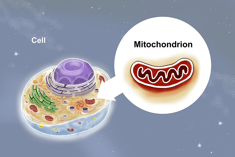 Image of fictional cell and close up of mitochondrion